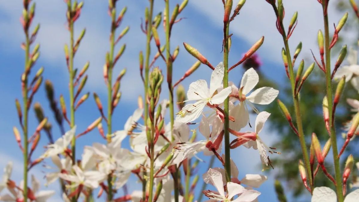 Liviana y elegante, florece todo el verano y se adapta bien a macetas o canteros soleados. Liviana y elegante, florece todo el verano y se adapta bien a macetas o canteros soleados.