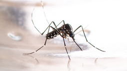 altText(Brote histórico de dengue: el Gobierno se reúne con los ministros de Salud )}
