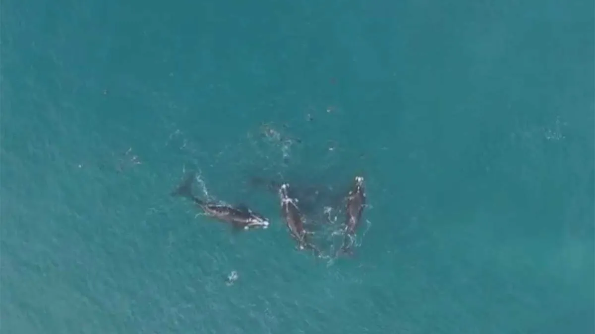 El grupo de ballenas dio un espectáculo único cerca de la costa.