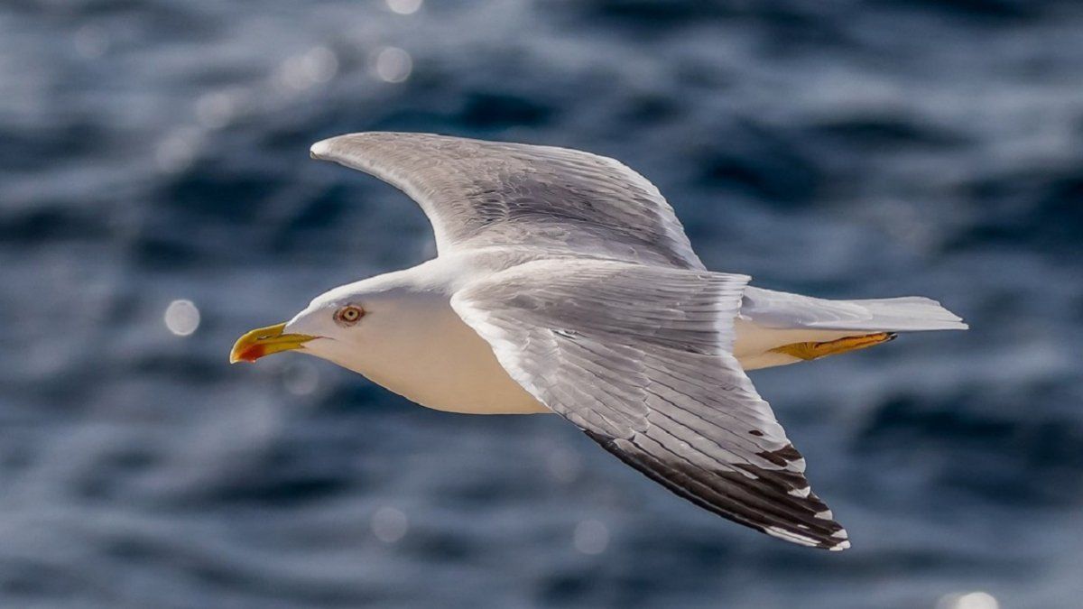 Video: el impactante momento en que una gaviota se come un conejo vivo