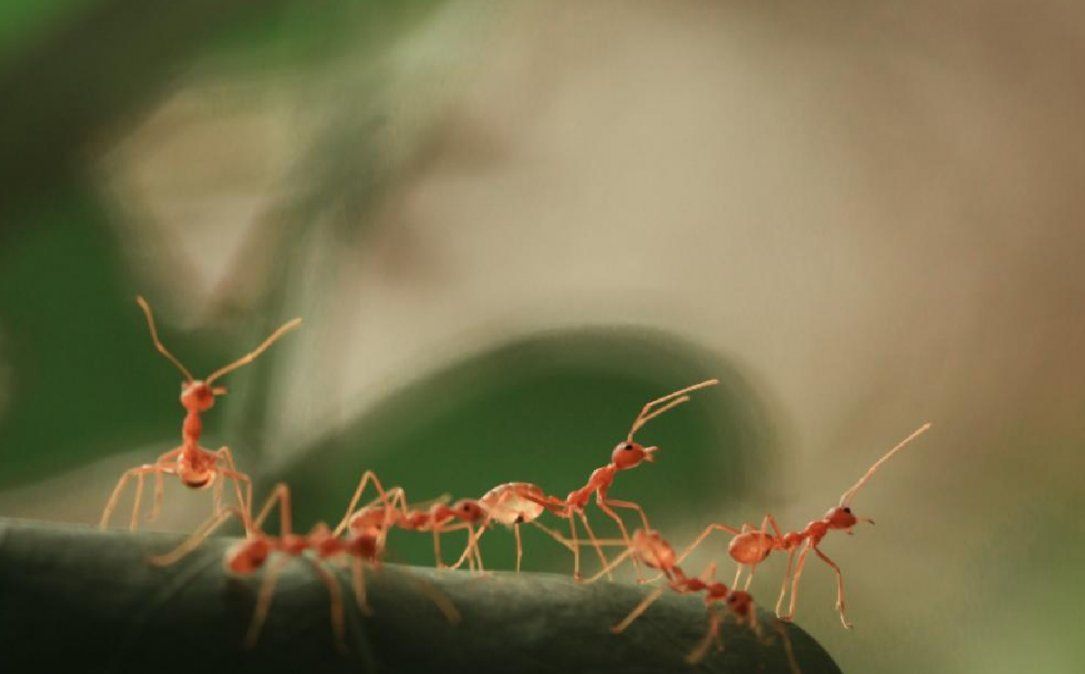 Cuidá tu jardín de las hormigas