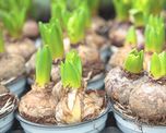 Plantá estos bulbos durante el invierno y llená el jardín de flores cuando llegue la primavera.