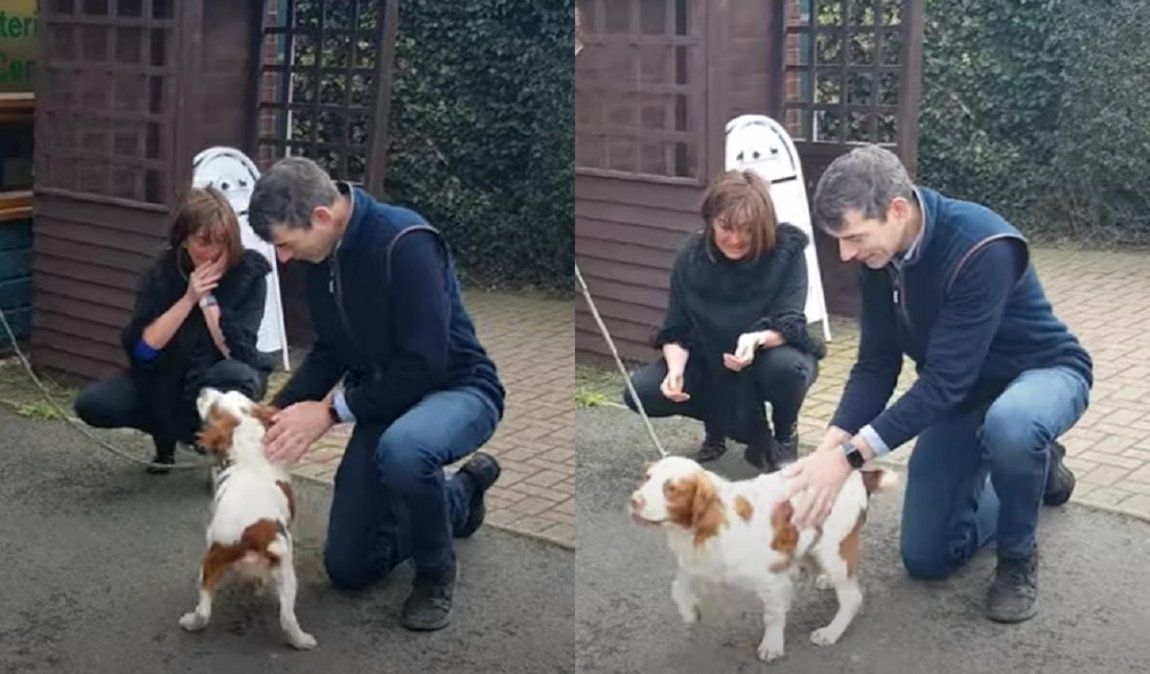 Seis años más tarde una perra se reencontró con sus dueños tras haber sido robada.