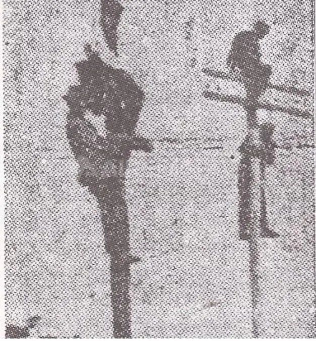Algunos hinchas del Club Atlético Colón, trepados en los viejos postes de teléfono en aquella tarde.