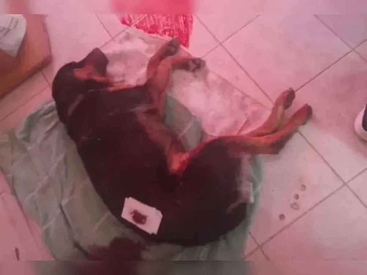 La familia de Homero cree saber quienes fueron los agresores, ya que habían amenazado con matar a otros perros del barrio.