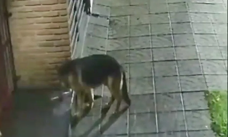 El insólito robo de un perro que se volvió viral El insólito robo de un perro que se volvió viral