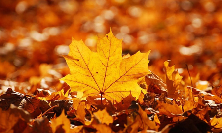 Cuando empieza el otoño en 2022 Cuando empieza el otoño en 2022