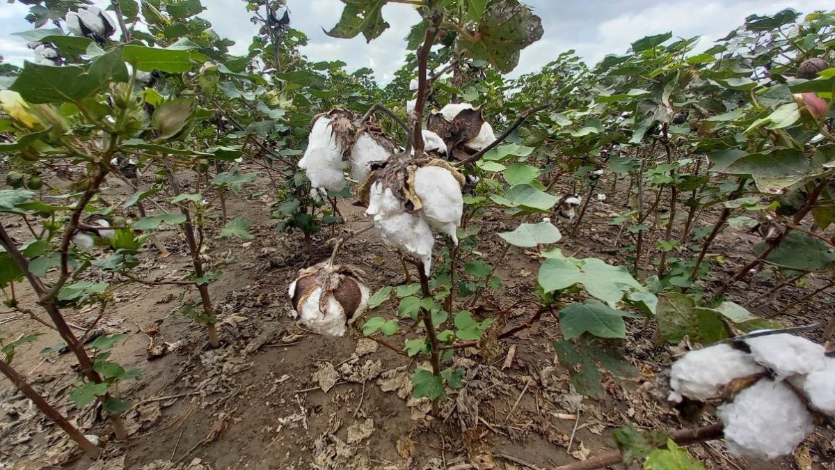 Lote con algodón en etapa de fructificación, con bajo impacto por déficit hídrico y estrés térmico, Centro del departamento General Obligado.