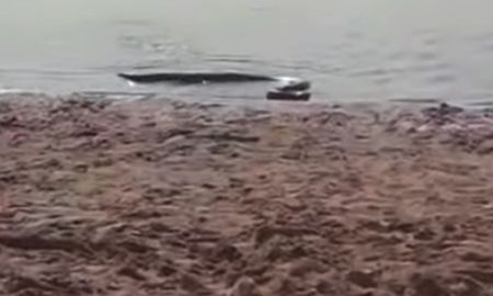 una anaconda genero temor en un balneario de entre rios una anaconda genero temor en un balneario de entre rios