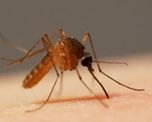 alarma por nuevo virus que no tiene vacuna alarma por nuevo virus que no tiene vacuna