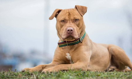 La iniciativa prevé la creación de un Registro Provincial de Propietarios, Criadores y Tenedores de este tipo de animales. La iniciativa prevé la creación de un Registro Provincial de Propietarios, Criadores y Tenedores de este tipo de animales.