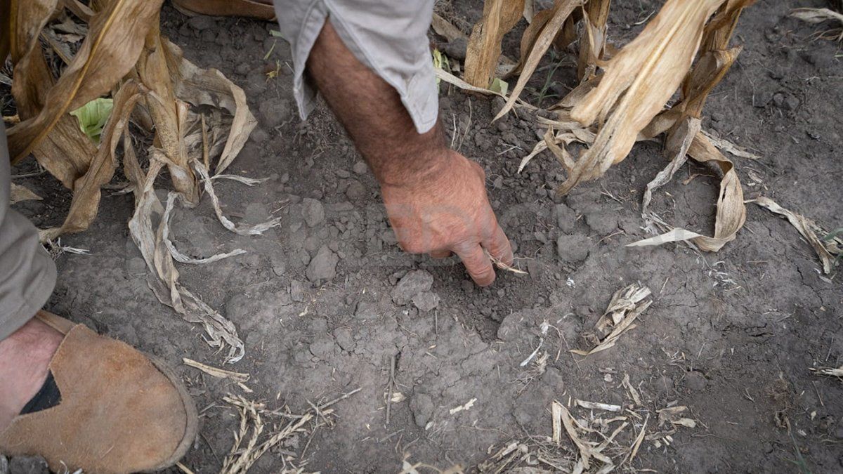 Un productor muestra cómo la tierra se secó por la falta de lluvias.