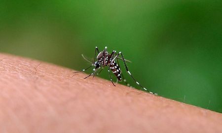 Aire de Santa Fe | Mosquito Aedes.jpg