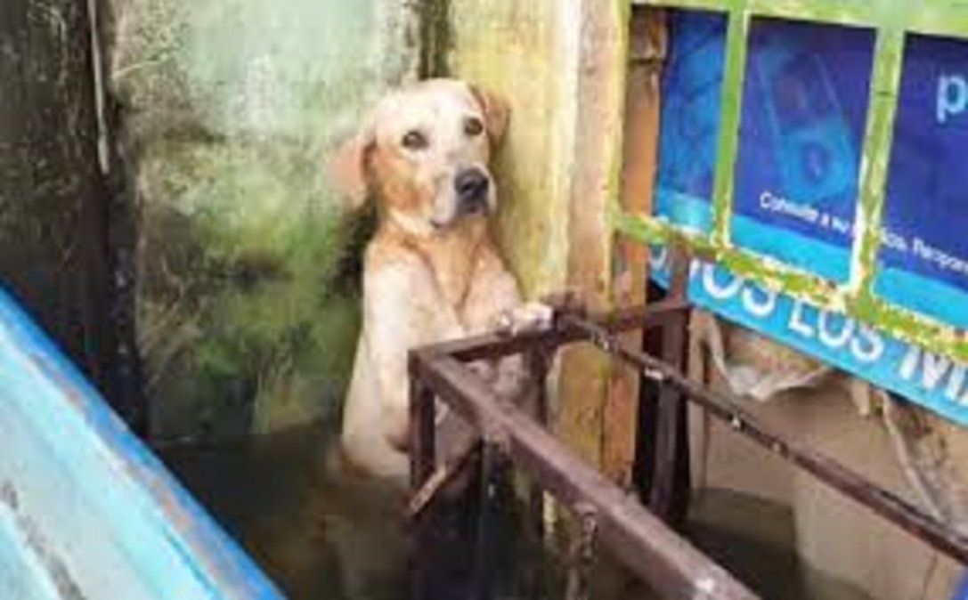 Rescatan a un perro de ahogarse en inundación.