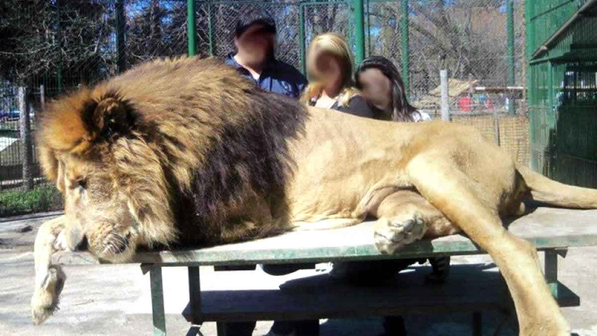 Crueldad: nuevas fotos y videos del maltrato animal en el zool&oacute;gico de Luj&aacute;n