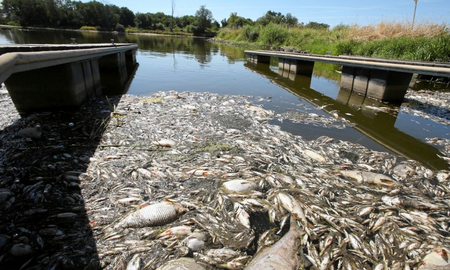 Cien toneladas de peces fueron encontrados muertos por contaminación en la frontera de Alemania y Polonia Cien toneladas de peces fueron encontrados muertos por contaminación en la frontera de Alemania y Polonia