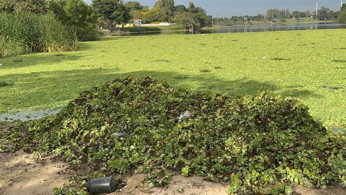 Desde el Club Náutico El Quillá de Santa Fe siguen de cerca la situación. "Si no se contiene, tarde o temprano este lago no sirve más", dijeron. Desde el Club Náutico El Quillá de Santa Fe siguen de cerca la situación. "Si no se contiene, tarde o temprano este lago no sirve más", dijeron.