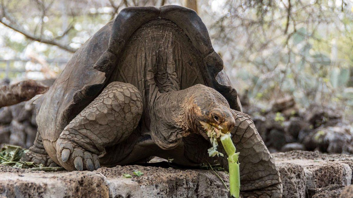 Se retira Diego, la tortuga gigante cuyo insaciable apetito sexual salvó a su especie