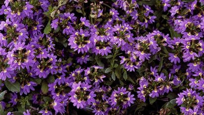 Ni malvones ni geranios: las flores que más duran con el calor de noviembre