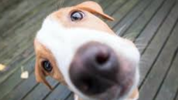 Piden testigos para esclarecer el envenenamiento de animales en Las Cañitas. 