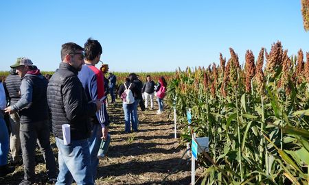 Germán Oprandi, de la Agencia de Extensión Rural Tostado del INTA, destacó la importancia del sorgo en los sistemas agropecuarios locales: Es un cultivo que aporta volumen en la dieta animal y mejora la sostenibilidad ambiental de los sistemas agrícolas. Germán Oprandi, de la Agencia de Extensión Rural Tostado del INTA, destacó la importancia del sorgo en los sistemas agropecuarios locales: Es un cultivo que aporta volumen en la dieta animal y mejora la sostenibilidad ambiental de los sistemas agrícolas.