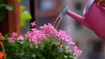 El método casero más efectivo para evitar que tus plantas mueran por exceso de agua