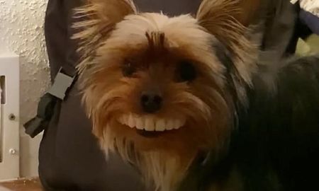 perro dientes perro dientes