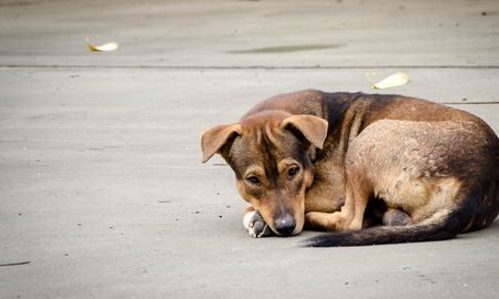 Aire de Santa Fe | perro callejero imagen ilustrativa.jpg