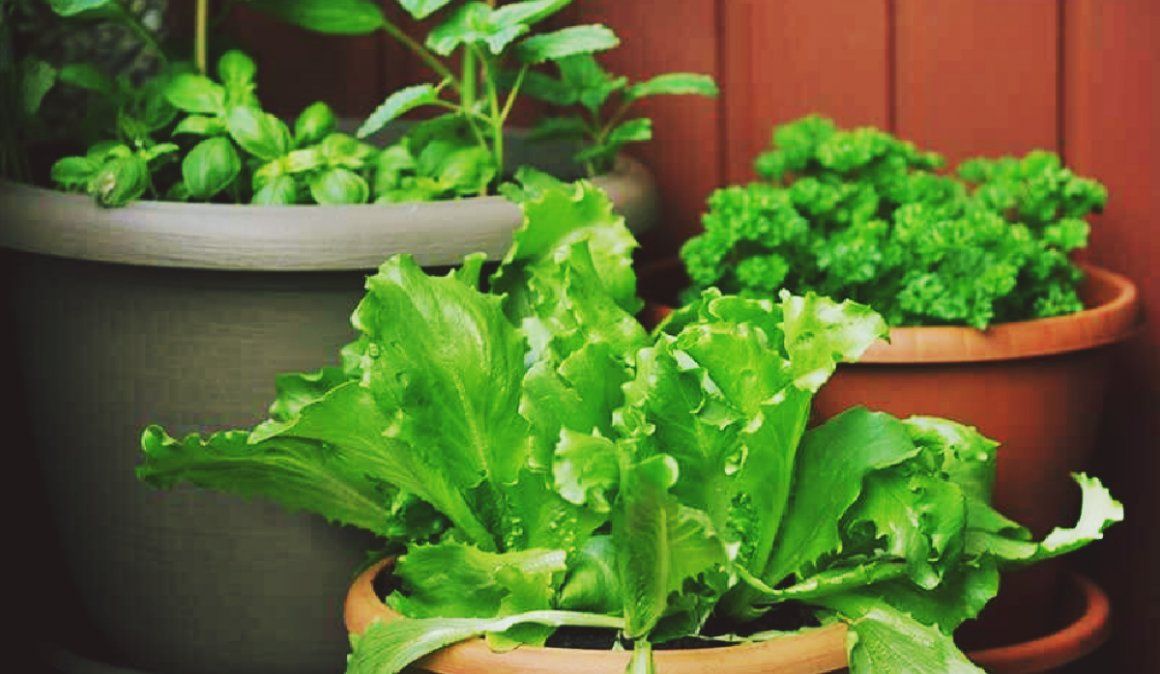 El cultivo de hortalizas en macetas El cultivo de hortalizas en macetas