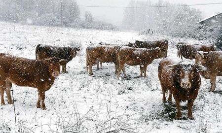 Las condiciones climáticas afectan al ganado de Santa Cruz. Las condiciones climáticas afectan al ganado de Santa Cruz.