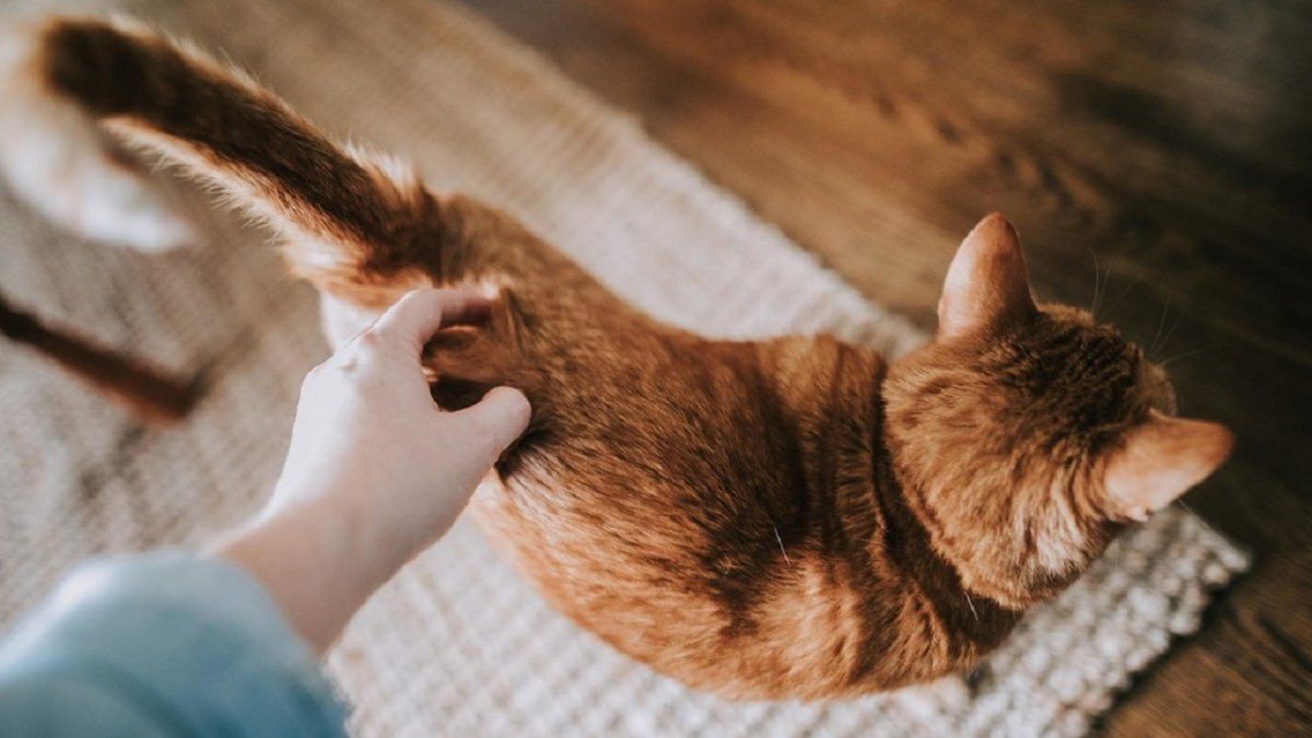 Un jefe se enojó con un pasante por querer estar con su gato moribundo y generó una gran protesta en la empresa.