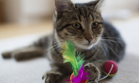 que accesorios son indispensables si tenes un gato como mascota que accesorios son indispensables si tenes un gato como mascota