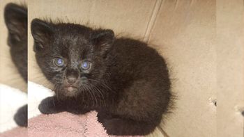Rescataron a un gato montés bebé en la zona rural de Coronda: mirá las fotos