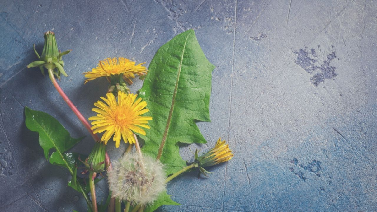 Una planta muy común que tiene grandes beneficios para nuestra salud.