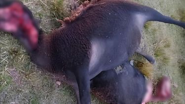 Dos animales aparecieron con lesiones llamativas en un campo de Lanteri, en el noreste de la provincia de Santa Fe. Dos animales aparecieron con lesiones llamativas en un campo de Lanteri, en el noreste de la provincia de Santa Fe.