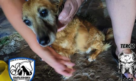 Rescatan dos perros abandonados en una terraza de avenida Blas Parera tras una denuncia por maltrato Rescatan dos perros abandonados en una terraza de avenida Blas Parera tras una denuncia por maltrato