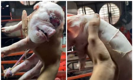 Video viral: un cerdo nació deforme y causó un gran impacto en las redes sociales. Video viral: un cerdo nació deforme y causó un gran impacto en las redes sociales.