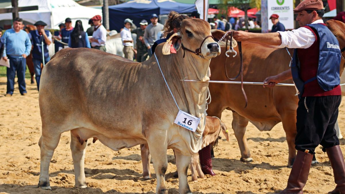 Los Brahman tendr&aacute;n su 23&deg; Exposici&oacute;n Nacional en Corrientes