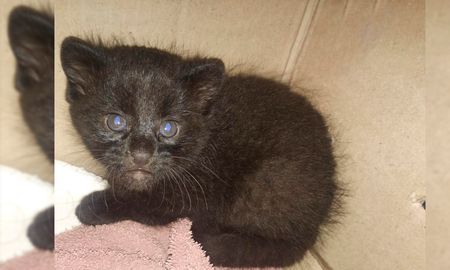 Hallaron un Gato Montés de tres meses en la localidad de Coronda. Hallaron un Gato Montés de tres meses en la localidad de Coronda.