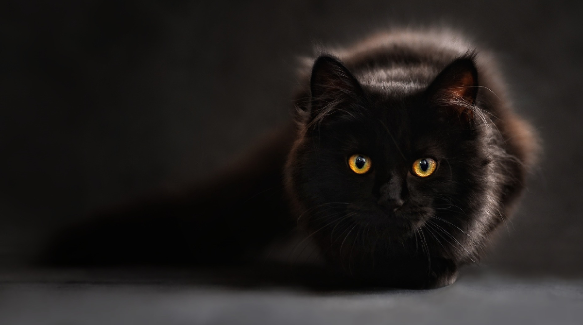 En la antig&uuml;edad, los gatos eran considerados animales sagrados que tra&iacute;an buena suerte.