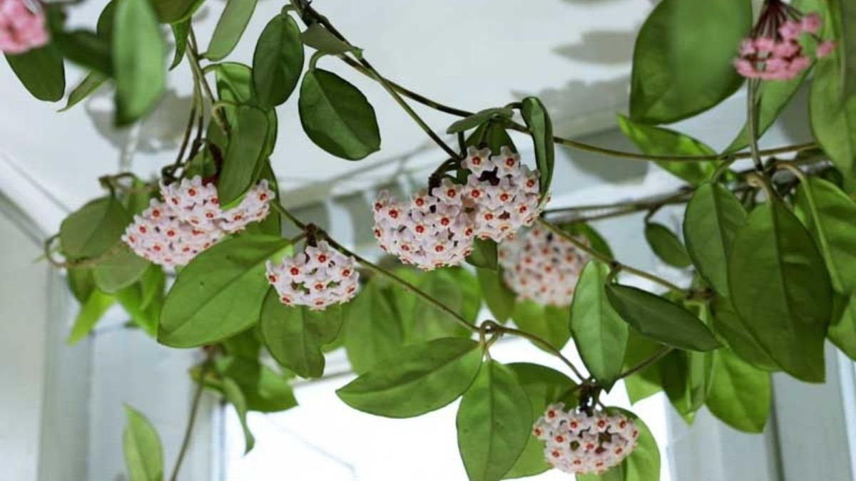 Con condiciones ideales