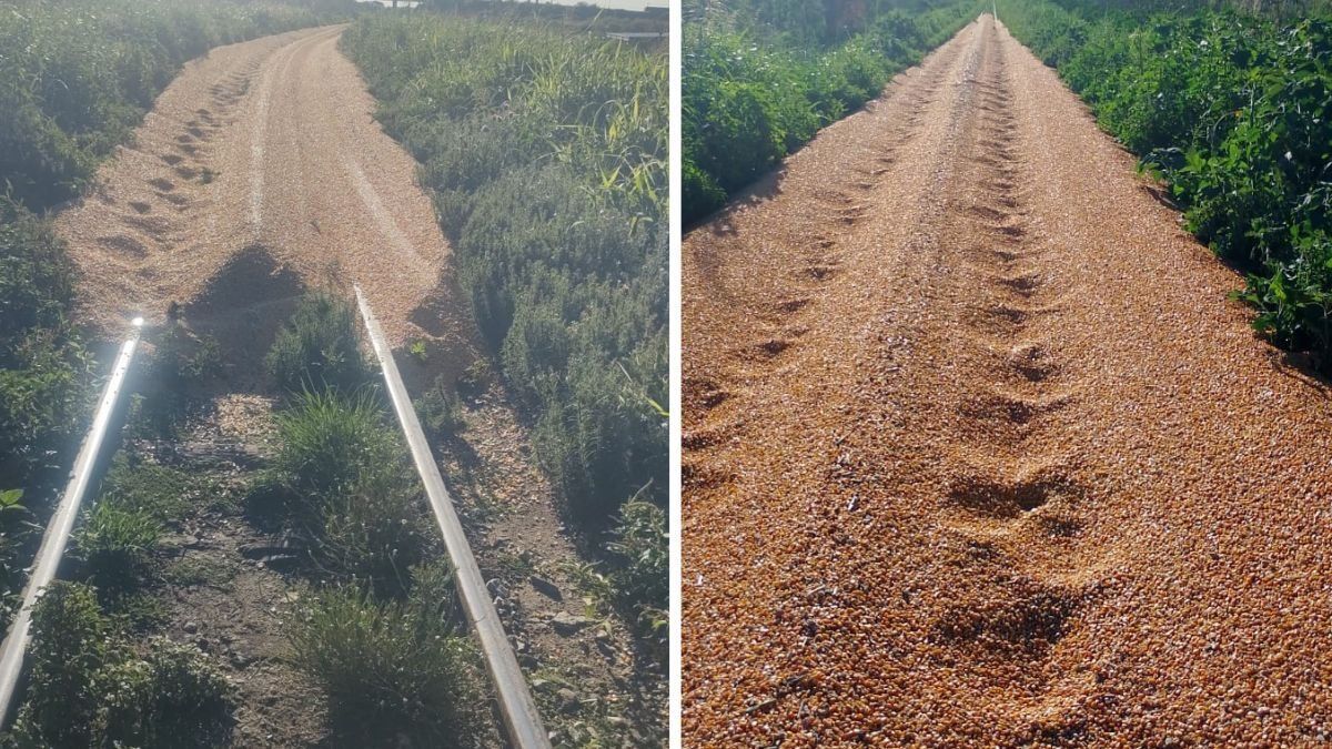 Toneladas de ma&iacute;z cubrieron las v&iacute;as
