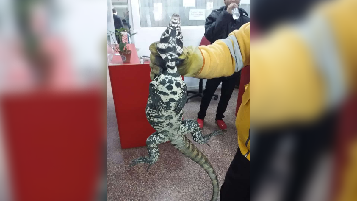 Rescataron un lagarto overo del Ministerio de Desarrollo Social.&nbsp;