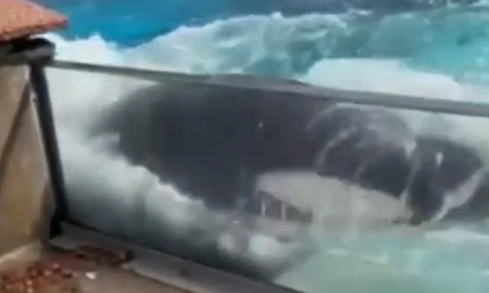 Video viral: el desesperado pedido de libertad de una orca que lleva más de diez años encerrada en un acuario