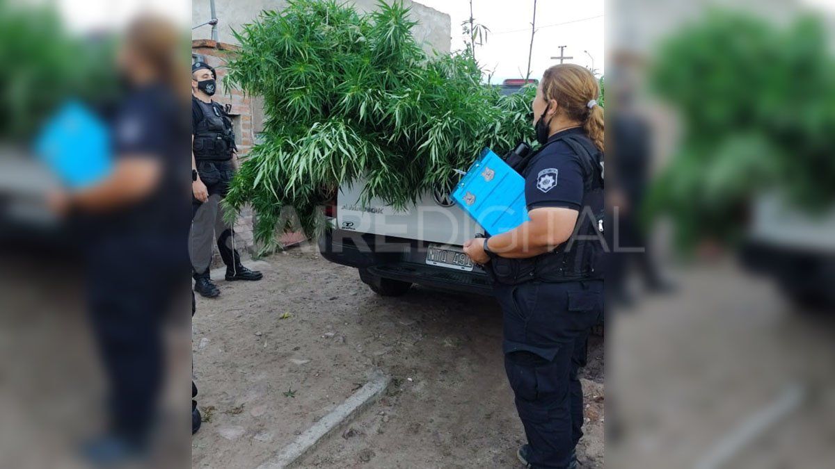 Las plantas de marihuana que encontró la policía.