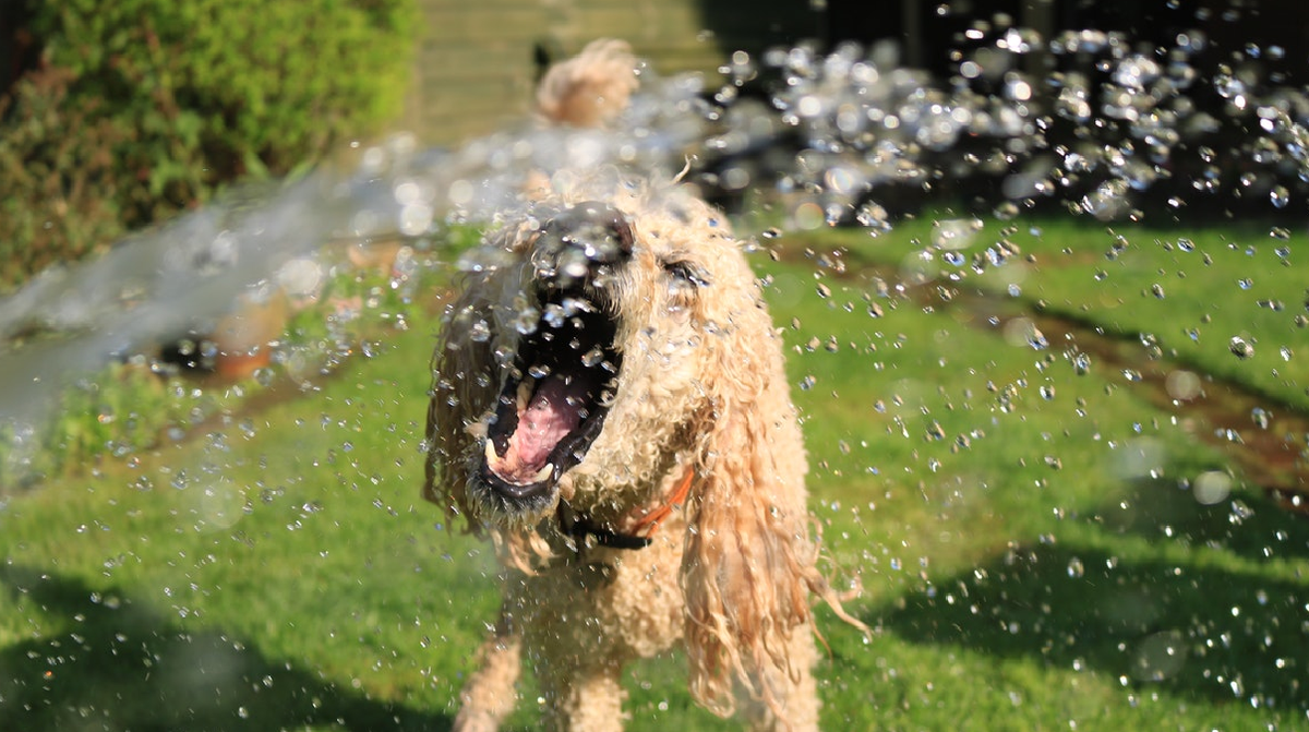 Los animales son más sensibles, incluso, a los golpes de calor y a la deshidratación. 