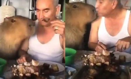 Video viral: un hombre y un carpincho comieron un asado juntos y se volvieron furor en las redes sociales. Video viral: un hombre y un carpincho comieron un asado juntos y se volvieron furor en las redes sociales.