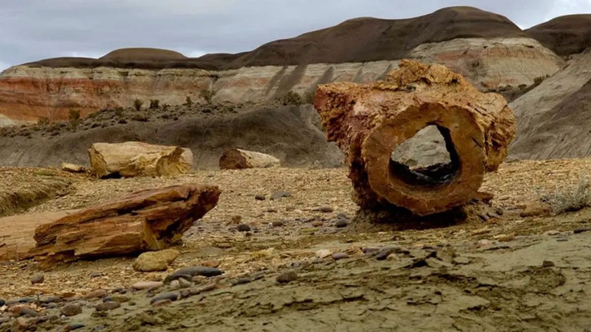 Durante millones de años, el sílice reemplazó la materia orgánica de estos árboles, transformando la madera en un mineral con la dureza del cuarzo pero manteniendo su forma original. Durante millones de años, el sílice reemplazó la materia orgánica de estos árboles, transformando la madera en un mineral con la dureza del cuarzo pero manteniendo su forma original.