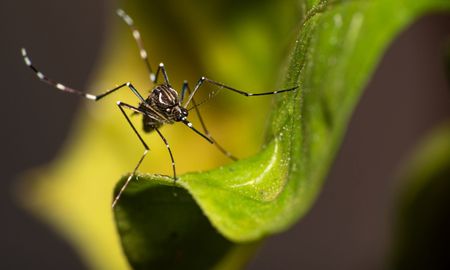 Aire de Santa Fe | aedes aegypti mosquito dengue