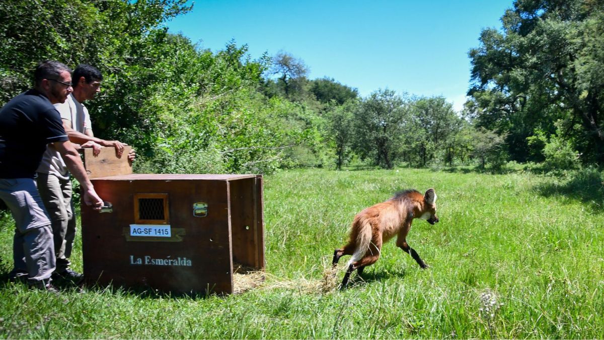 El ejemplar hab&iacute;a sido rescatado en grave estado en el departamento San Crist&oacute;bal.
